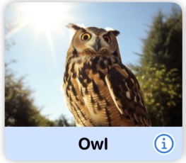 Owl